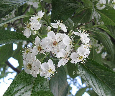 Crataegus lavalleei