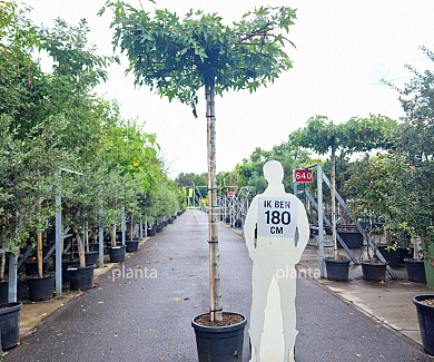  12-14, CONT, DAK 120