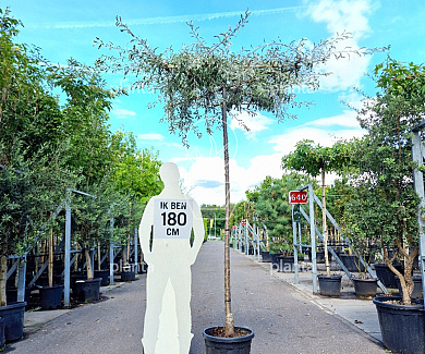  10-12, CONT, DAK 120