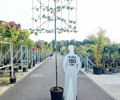 leiboom stam 190 cm hoog en omtrek 12-14cm, rek 150x120cm, in pot