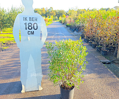 80 tot 100 cm hoog, pot 12 liter