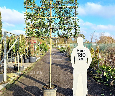150ST, CONT, LEI 150x120
