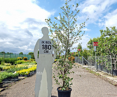 150 tot 175 cm hoog, pot 20 liter