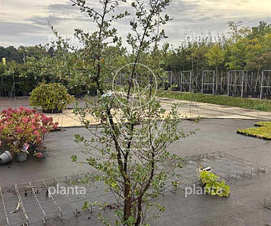 150 tot 175 cm hoog, pot 20 liter