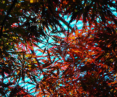 Acer palmatum 'Crimson Princess'