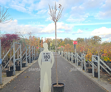 Hoogstamboom, stam 220 cm hoog, stamomtrek 10 tot 12cm, in pot