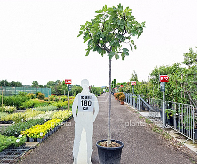 hoogstamboom, stamomtrek 12-14 cm, in pot