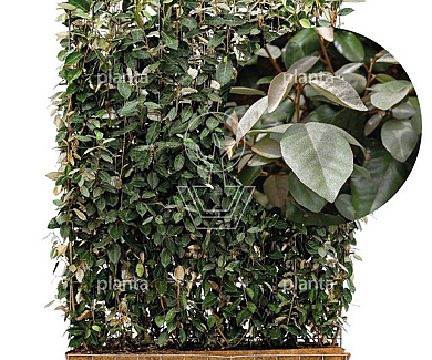 Mobilane kant en klaar haag, LxH 120x180cm, cocopeat 'pot'