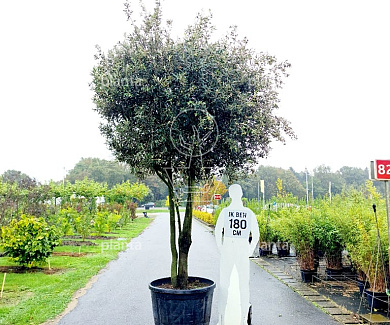 Meerstammige boom met parasolvorm, 300 tot 350cm hoog, in pot