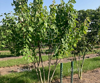 300 tot 350 cm hoog, meerstammig, draadkluit