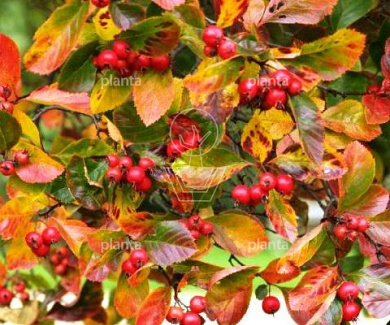 Crataegus persimilis 'Splendens'