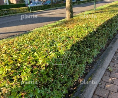 hoogstam leiboom, stamomtrek 10-12 cm, rek 150x120cm, wortelgoed