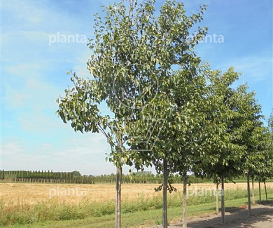 hoogstamboom, stamomtrek 25-30 cm, draadkluit