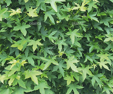 hoogstamboom, stamomtrek 12-14 cm, wortelgoed