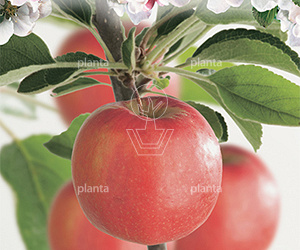 oude knotvorm, stamomtrek 20-25 cm, in pot
