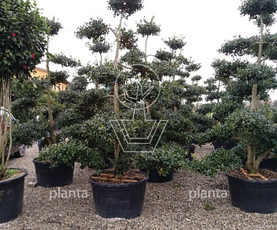 bonsaivorm, 250 tot 300 cm hoog, in pot