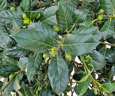 bonsaivorm, 250 tot 300 cm hoog, in pot