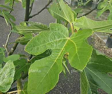 stam 60 cm hoog, stamomtrek 12-14 cm, in pot