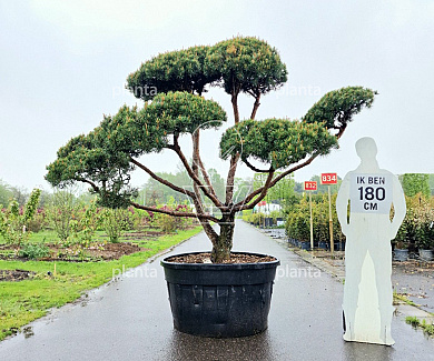 bonsaivorm, 175 tot 200 cm hoog, in pot