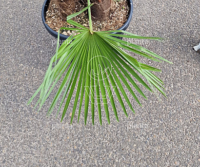 150 tot 175 cm hoog, meerstammig, in pot