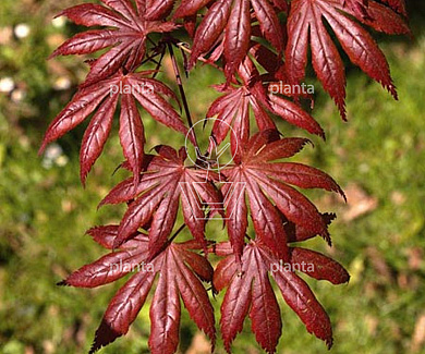 Acer palmatum 'Trompenburg'