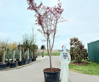 solitaire plant, 300 tot 350 cm hoog, in pot