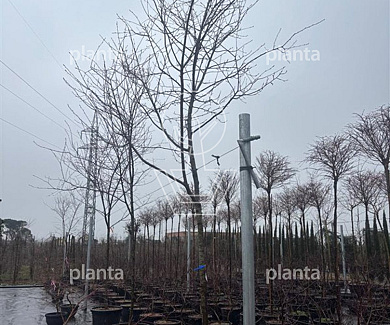 stam 150 cm hoog, stamomtrek 12-14 cm, in pot