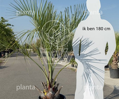 80 tot 100 cm hoog, in pot