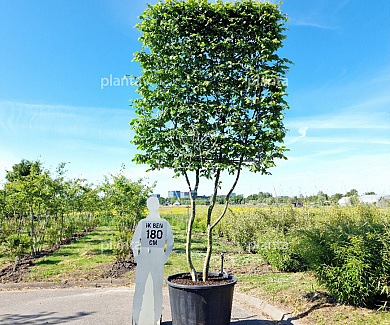 Meerstammige leiboom, stamhoogte 180cm, rekmaat 180x220cm, in pot