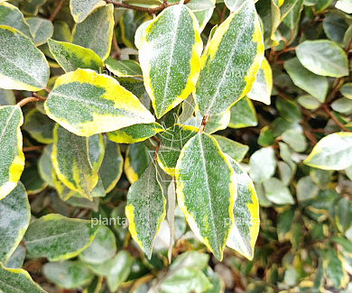 80 tot 100 cm hoog, pot 10 liter