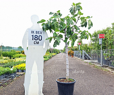 halfstamboom, stamomtrek 18-20 cm, in pot