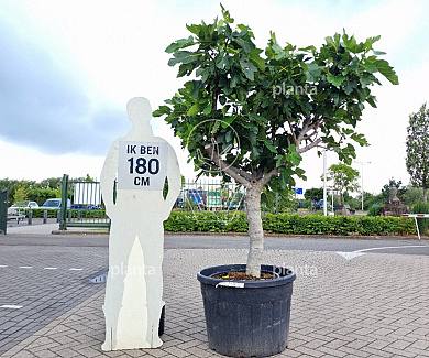 halfstamboom, stamomtrek 30-35 cm, in pot