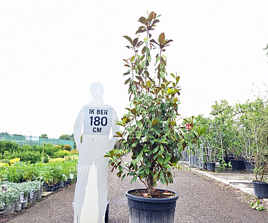 175 tot 200 cm hoog, pot 90 liter