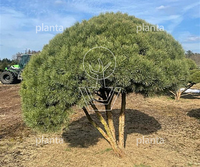 200-250, CONT, MRSTAM, PARASOL