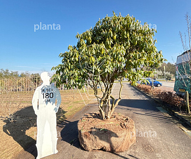 200-250, DR, MRSTAM, SOL