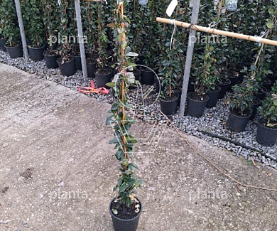 100 tot 125 cm hoog, gestokt, pot 3 liter