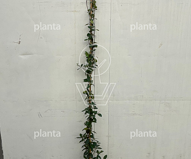 175 tot 200 cm hoog, gestokt, pot 4 liter