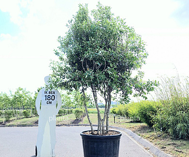 200-250 hoog, meerstammig, solitair, in pot