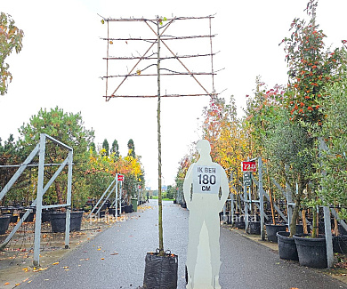 leiboom stam 200 cm hoog en omtrek 10-12cm, rek 150x120cm, in pot