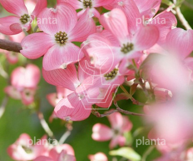 175-200, CONT, MRSTAM