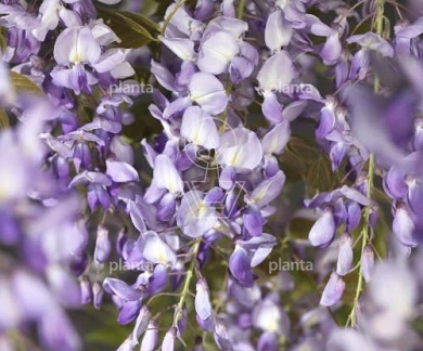 400 tot 450 cm hoog, in pot