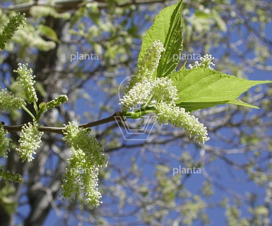 240ST, 20-25, CONT, DAK 150