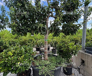 HALFST, 20-25, CONT, LEI, 4 ETA, MJR