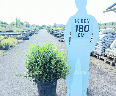 bol, diameter 70 tot 80 cm, in pot