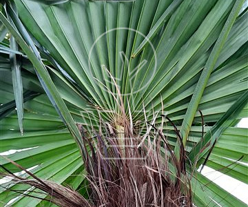 50 tot 60 cm hoog, pot 10 liter