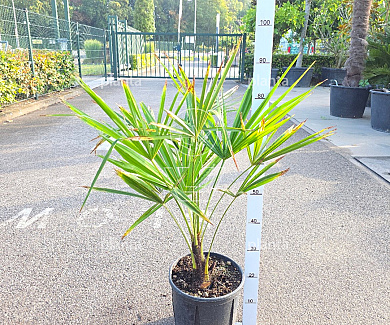 50 tot 60 cm hoog, pot 10 liter