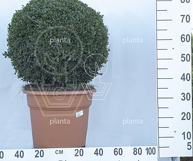 bol, diameter 50 cm, in pot