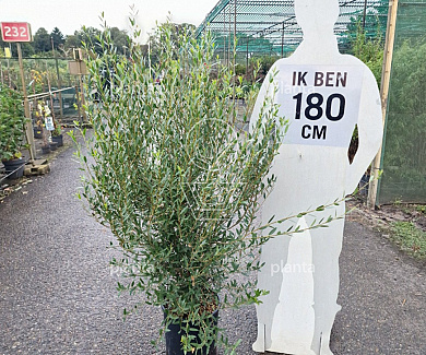 125 tot 150 cm hoog, pot 18 liter