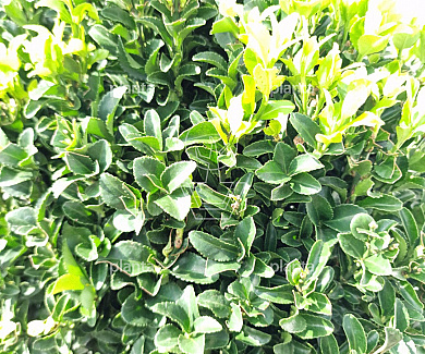 bol, diameter 50- 60 cm, in pot