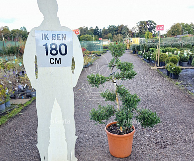 100-125, CONT, BONSAI